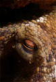   Octopus Vulgaris.Olympus c7070 Ys 60 strob. Vulgaris. Vulgaris c-7070 7070 -60 strob  